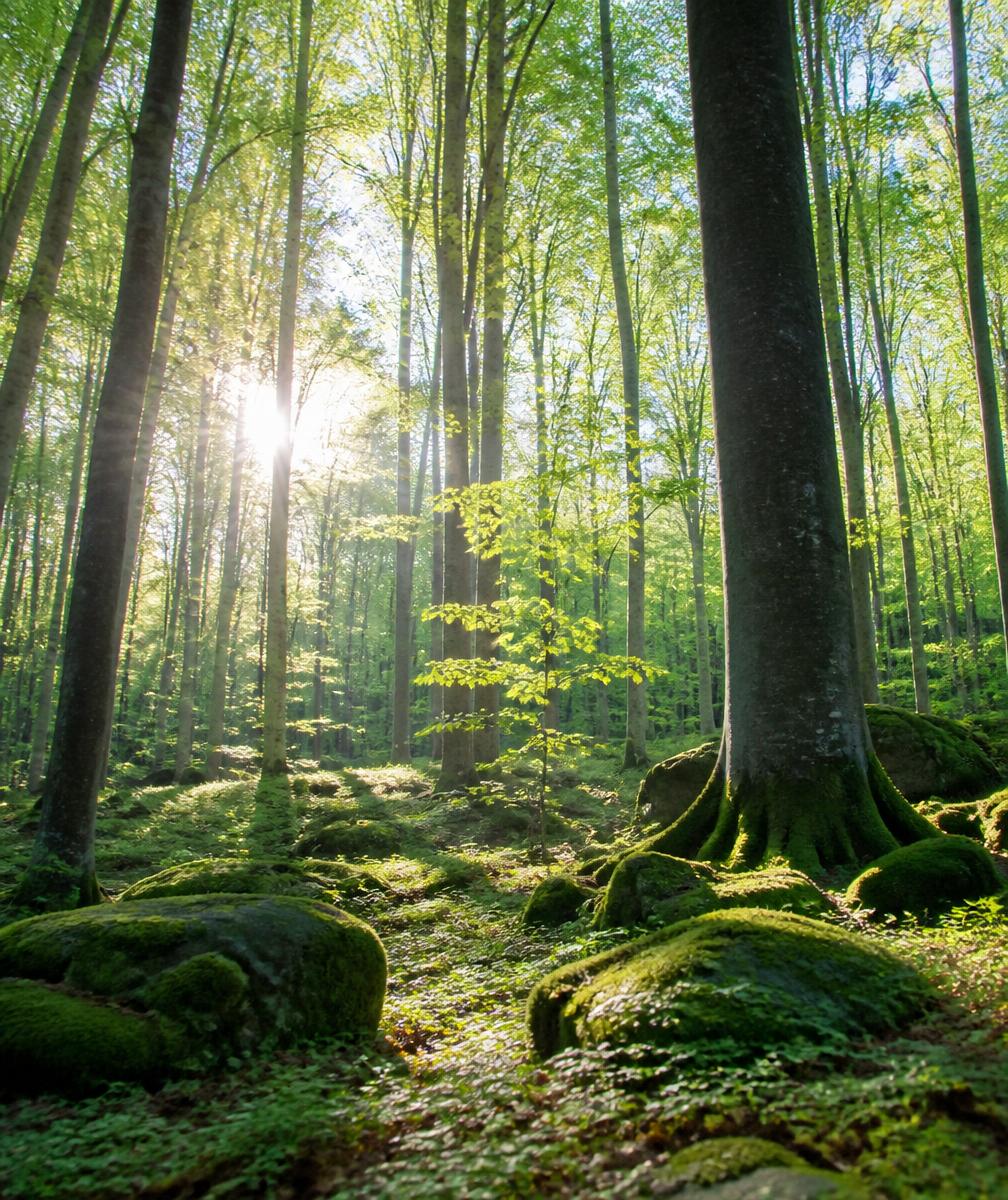 Lichter Laubwald mit Sonnenlicht zwischen den Stämmen