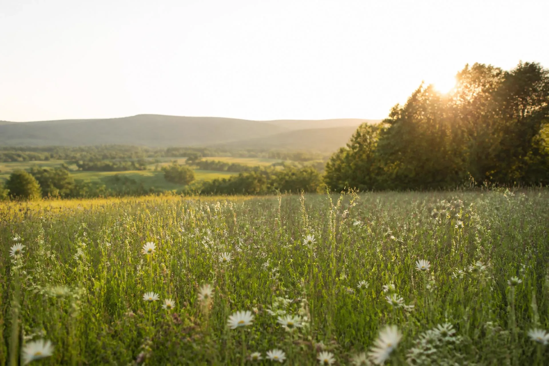 Helle Sommerwiese mit Wildblumen im weichen Abendlicht